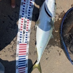 青物釣りましょ