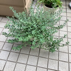 菊、ギボウシ、アメリカンブルーの画像