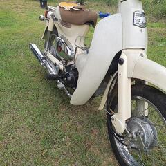 リトルガブ50です。の画像