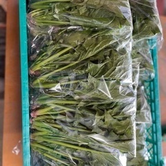 和歌山市で楽しく農業をしましょうの画像