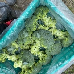 和歌山市で楽しく農業をしましょうの画像