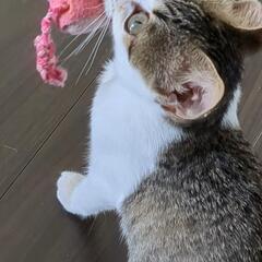 最高の里親さんに出会えました！(犬みたいな行動をとるとても元気な...