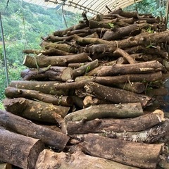八朔の間伐枝 薪用 差し上げます