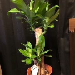 観葉植物　ドラセナマッサンゲアナ　ドラセナ