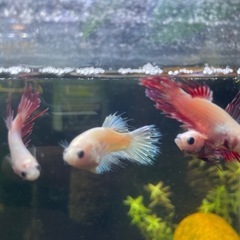 ベタ クラウンテール5の画像