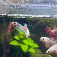 ベタ クラウンテール5の画像