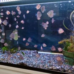自家繁殖ディスカス幼魚値下げしました。
