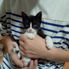 ハチワレ子猫1ヶ月半位