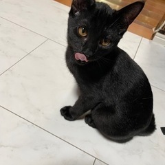 黒猫兄弟里親募集急募!!!!