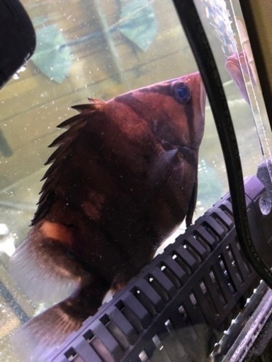 ダトニオプラスワン