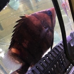 ダトニオプラスワン