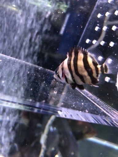ダトニオプラスワン