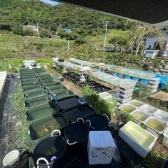 【翠珂メダカ】飼育場訪問 めだかの画像