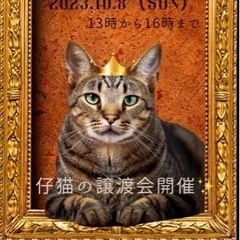 🏵️🐈🐈‍⬛猫の譲渡会します🐈‍⬛🐈🏵️