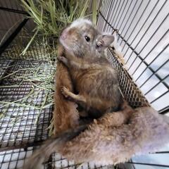 デグー ブルーパイド♂（ミケっぽい子） 2歳1ヶ月