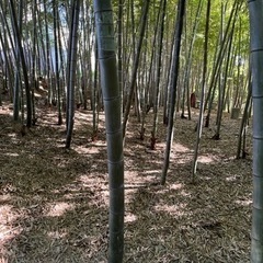 竹林の開墾手伝ってもらえませんか？ - 手伝って/助けて