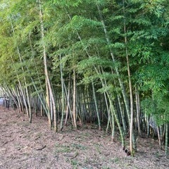 竹林の開墾手伝ってもらえませんか？ - 助け合い