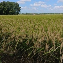 とちぎの星　新米R5年産　玄米30kg  好評につき残1袋