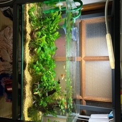 (水草)アヌビアス3株