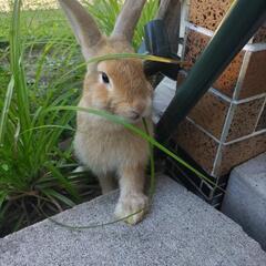 うさぎ