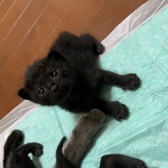 ♡たんご♡
