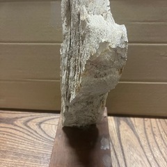 木の化石？地層の石？の画像