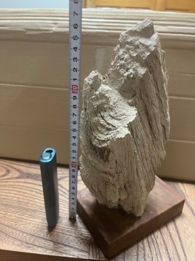 木の化石？地層の石？