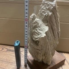 木の化石？地層の石？