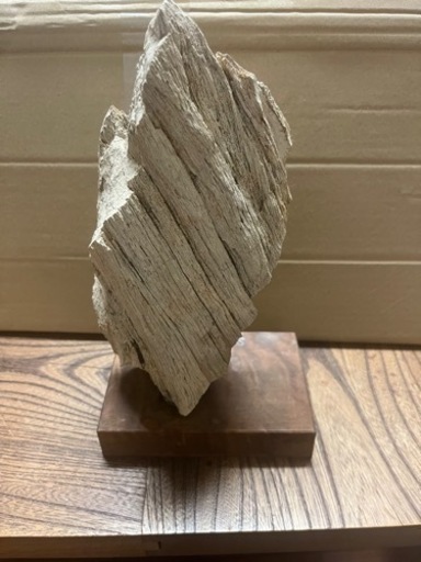 木の化石？地層の石？