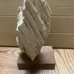 木の化石？地層の石？の画像