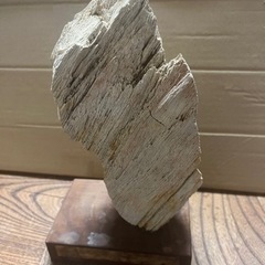 木の化石？地層の石？の画像