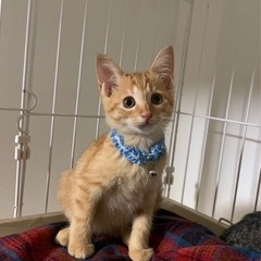メルモ君里親様決定しました🐈❤️