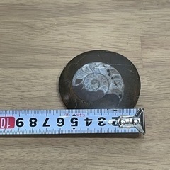 アンモナイト化石の画像