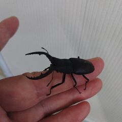 最終ノコギリクワガタ