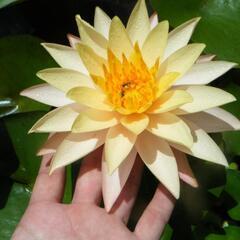 無料　睡蓮　サイアムアンバー
