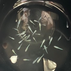 メダカミユキの画像