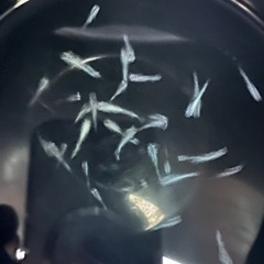 メダカミユキの画像