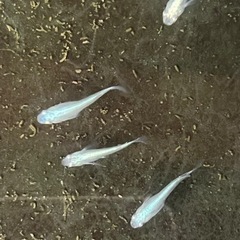 メダカミユキの画像