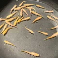 エサ用　飼育用　ヒメダカ　