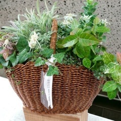 DCMホーマック寄せ植え教室の画像