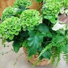 DCMホーマック寄せ植え教室の画像