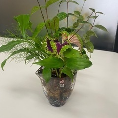 DCMホーマック寄せ植え教室の画像