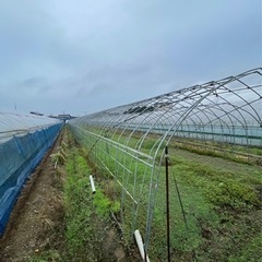 ビニールハウス