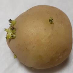 じゃがいも　の種芋