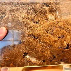 オオクワガタ ホワイトアイ 成虫＋幼虫多数 ノーマルもありの画像