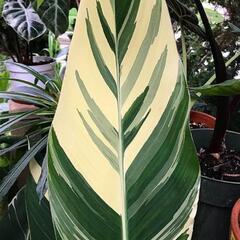 🌿シュトゥットガルト苗①の画像