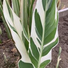 🌿シュトゥットガルト苗①