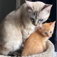 8/8生まれ子猫と母猫