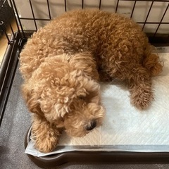 譲渡先決定しました。
