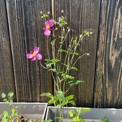 お花、苗。宿根草